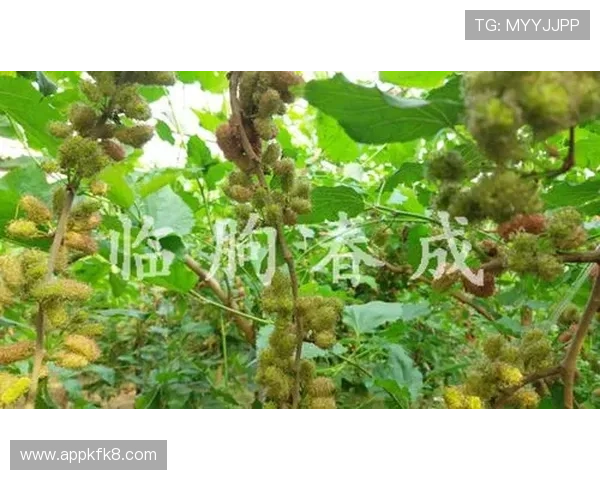 注册凯发娱乐遇到问题怎么办？常见问题解决方案全解析